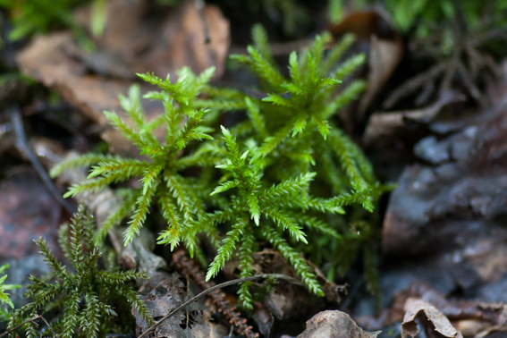 Climacium dendroides